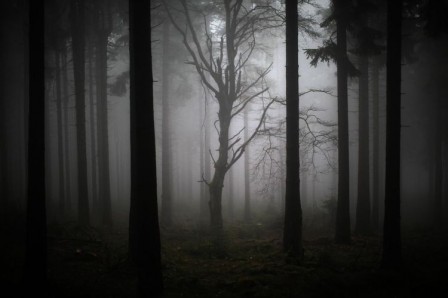 Foret__la_nuit.jpg