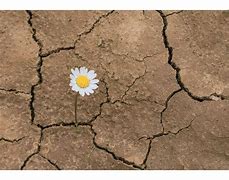 Resilience-3.jpg